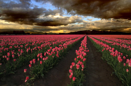 Pink Tulips under a Stormy Sky