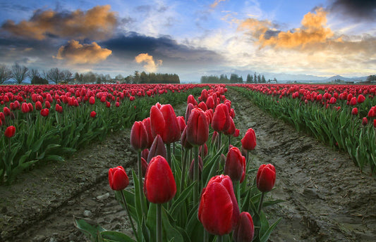 Red Tulips at Sunrise