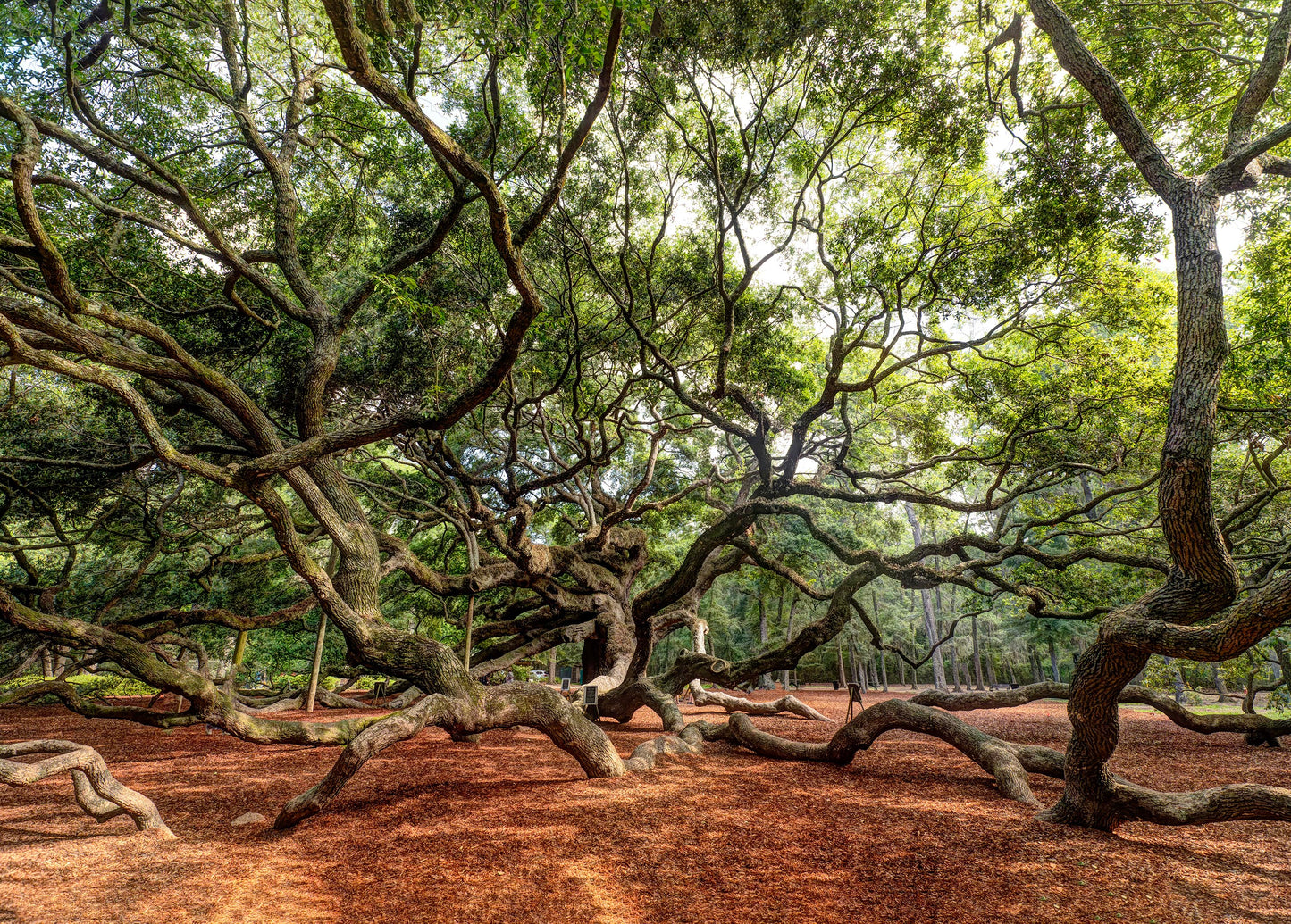 Angel Oak Tree, Charleston