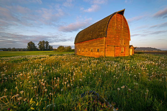 Barn and Dandelions