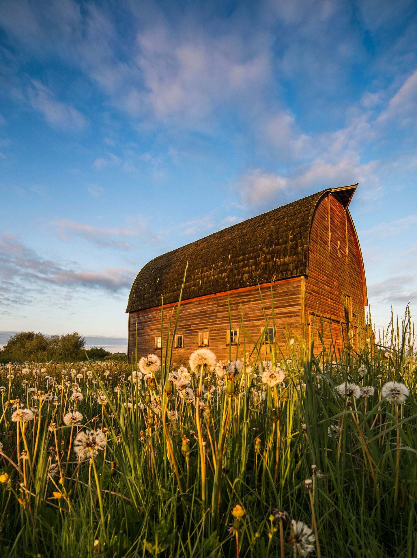 Barn and Dandelions Sunrise