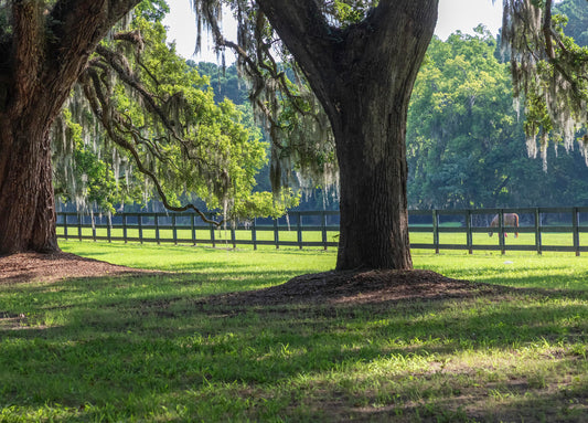 Boone Hall Pasture, Charleston