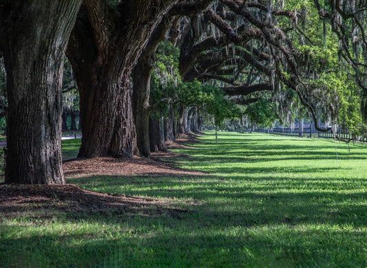 Boone Hall Trees, Charleston
