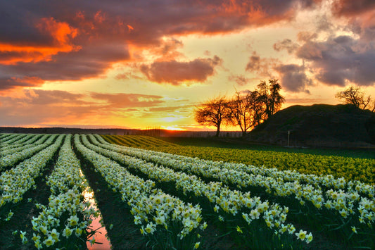 Skagit Valley Daffodils