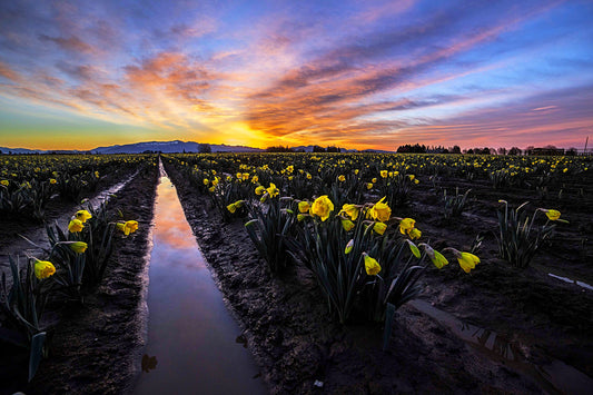 Early Daffodils at Sunrise