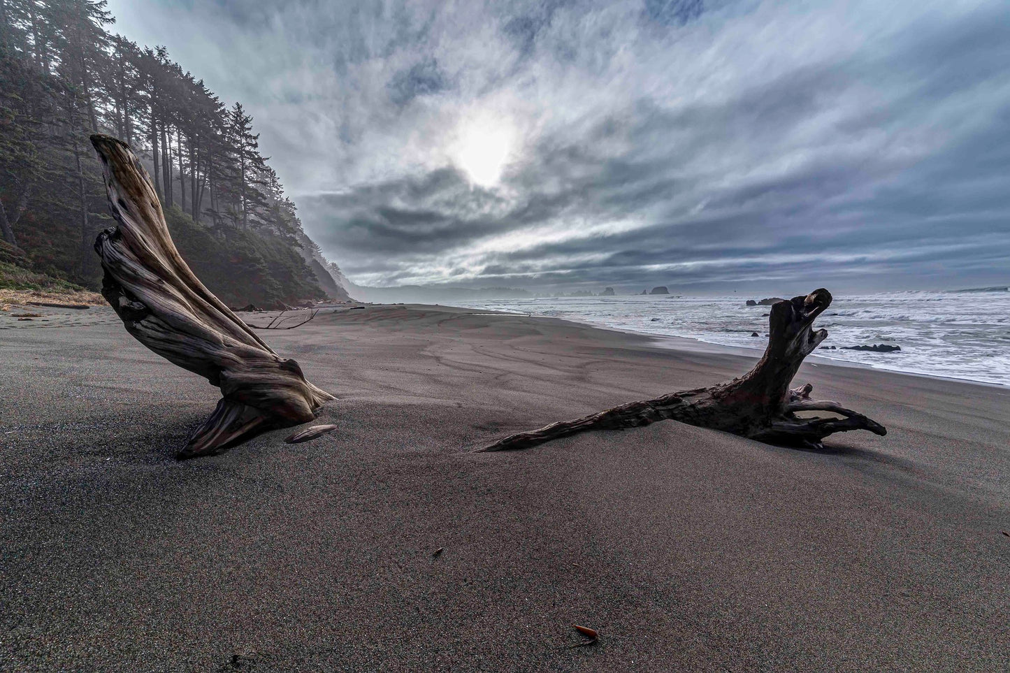 Entrance to Shi Shi Beach, Olympic National Park