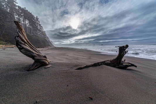 Entrance to Shi Shi Beach, Olympic National Park