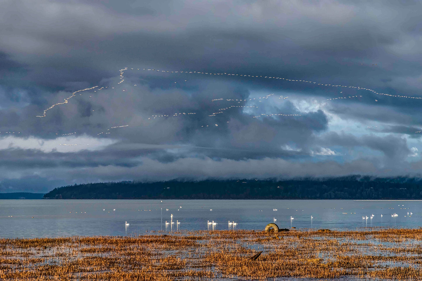 Geese at Fir Island