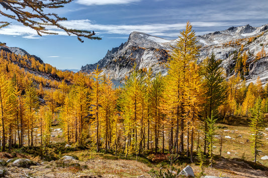 Larch in the Enchantments