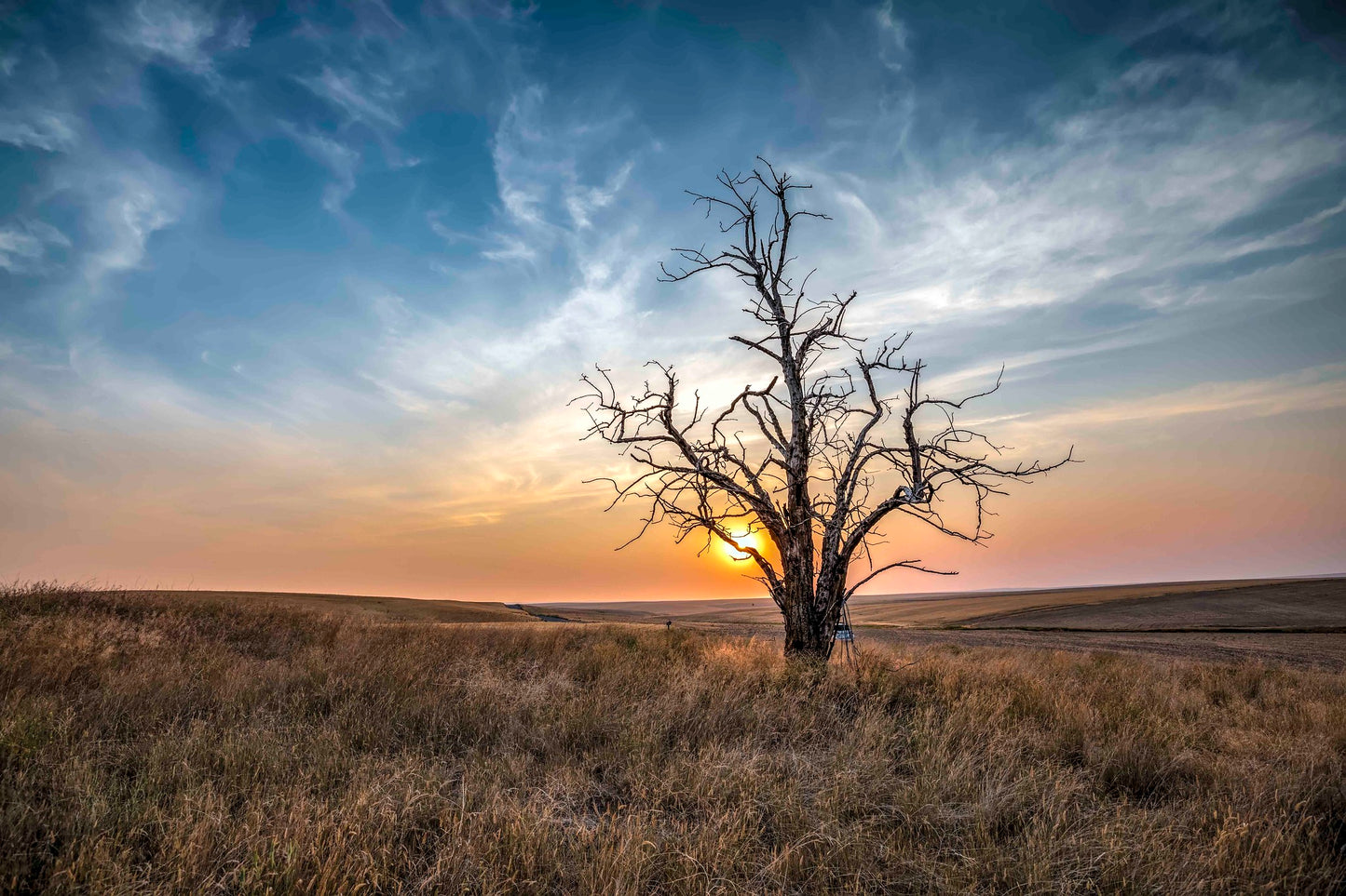 Lone Tree, Waterville