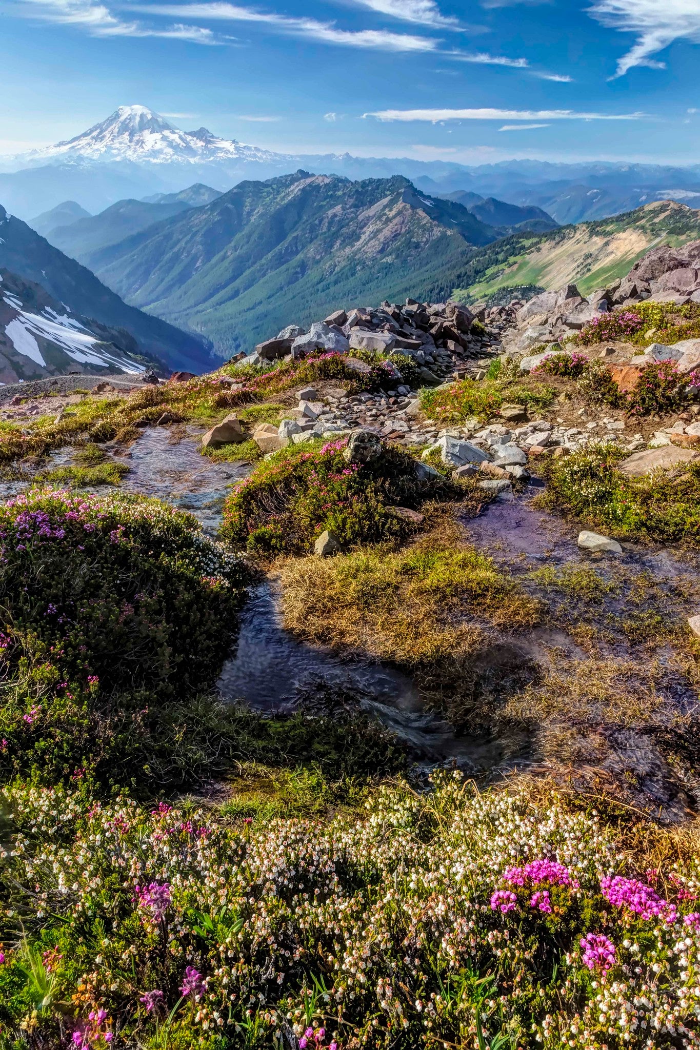 Mount Rainier and Heather from Goat Rocks Wilderness