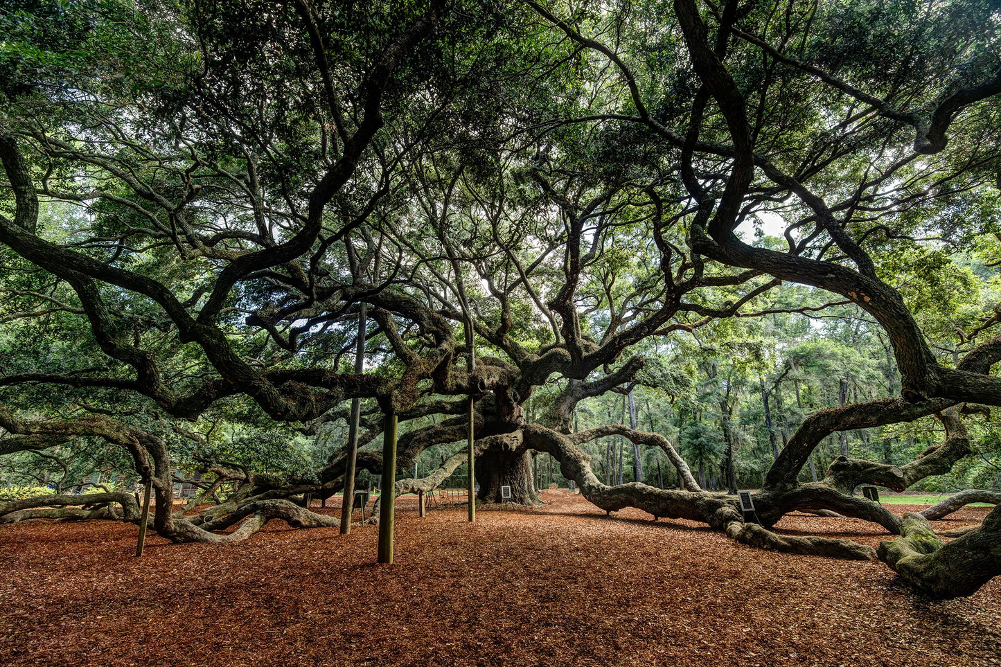Angel Oak Tree, Charleston