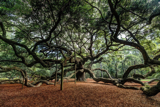 Angel Oak Tree, Charleston