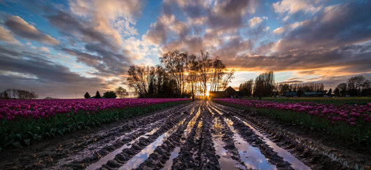 Rows of Tulips, Skagit Valley Tulip Festival