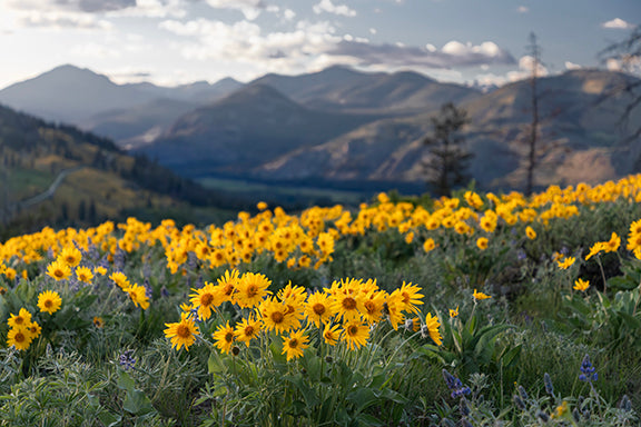2026 Wildflower Calendar