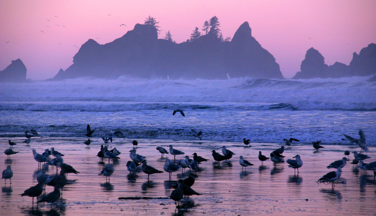 Shi Shi Beach Sunrise, Olympic National Park
