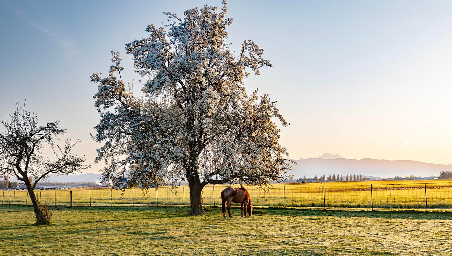 Skagit Valley Horse