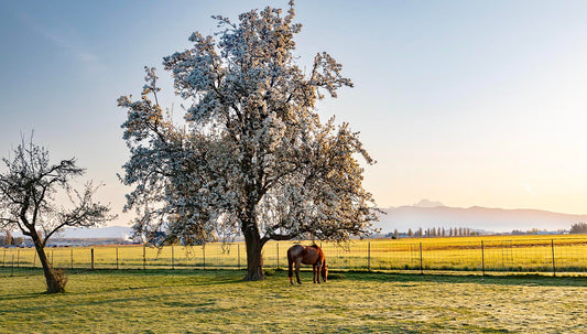 Skagit Valley Horse