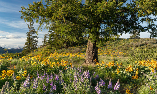 Wildflowers atop Sun Mountain, Winthrop