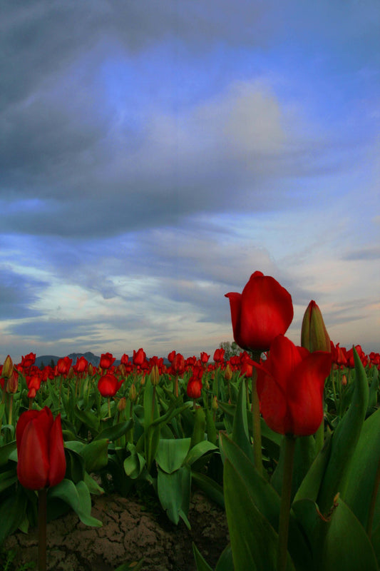 Red Tulips and Cracked Earth