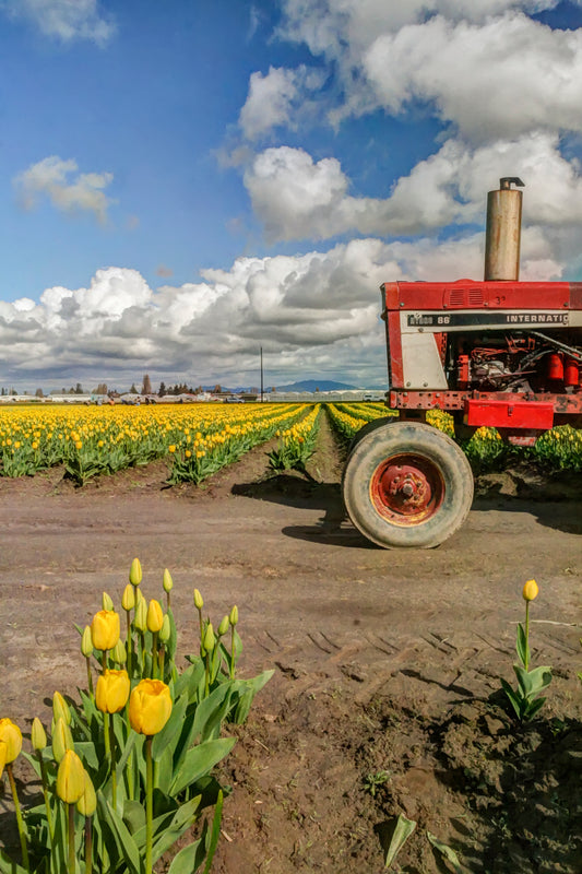 Skagit Valley Tulip Festival Tulips and Tractor
