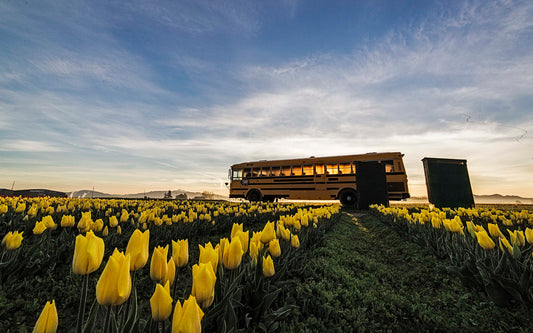 Yellow Tulips and Bus