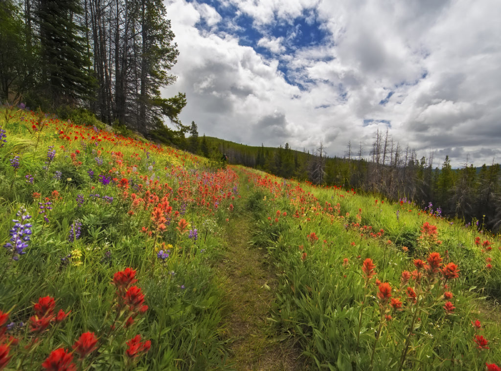 Trail to Sunny Pass, Pasayten Wilderness - Andy Porter Images
