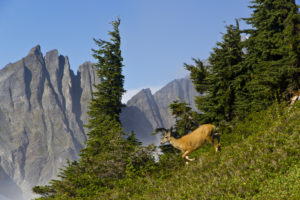 Images of North Cascades National Park