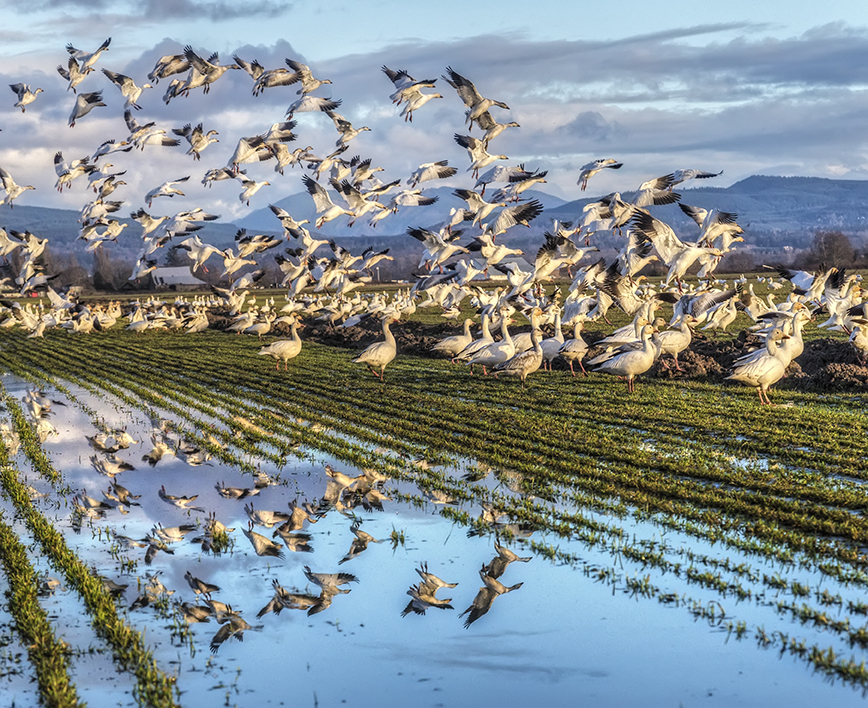 Skagit Valley Snow Geese Andy Porter Images