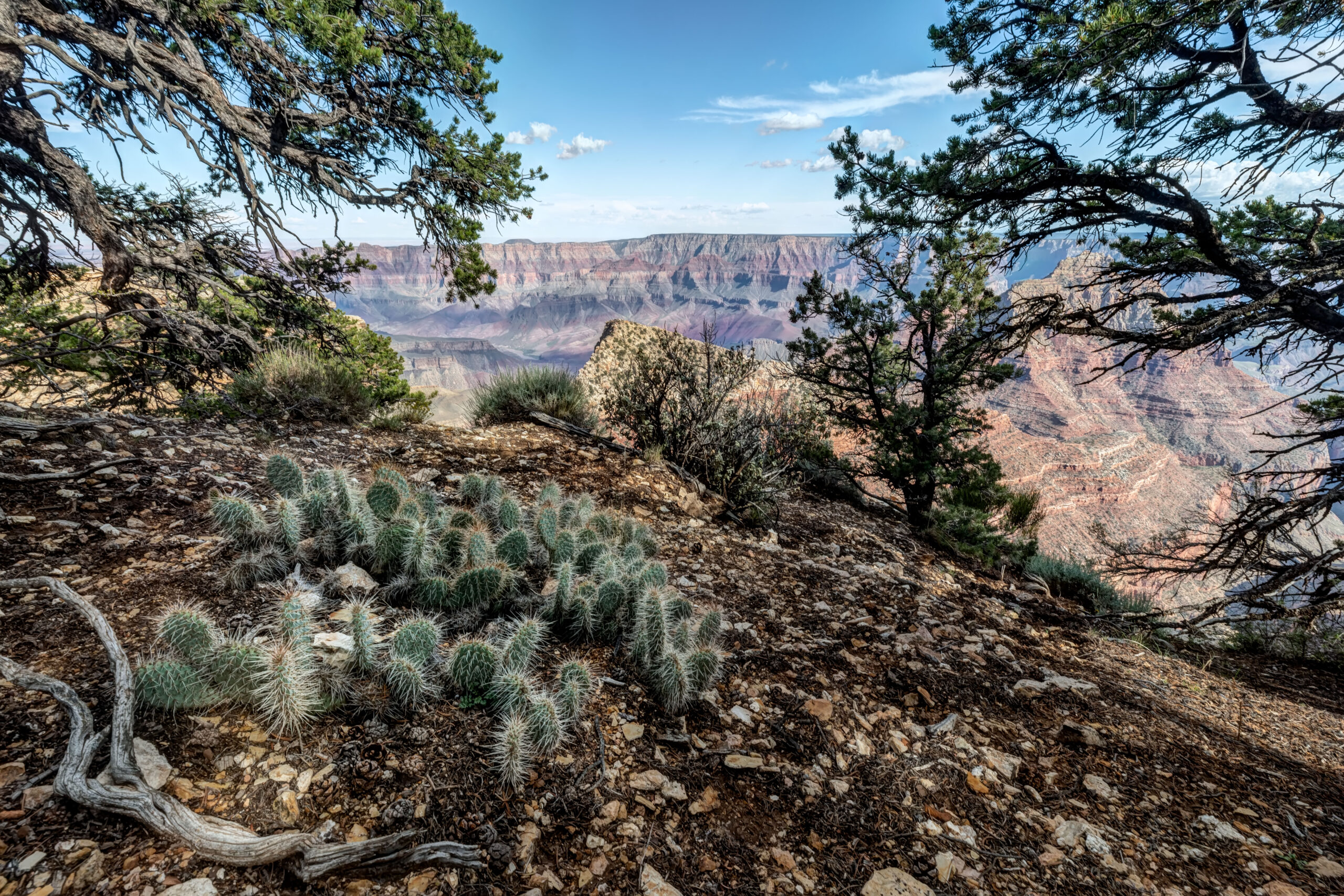 Grand Canyon And Cacti 2 Andy Porter Images   Grand Canyon And Cacti 2 Scaled 